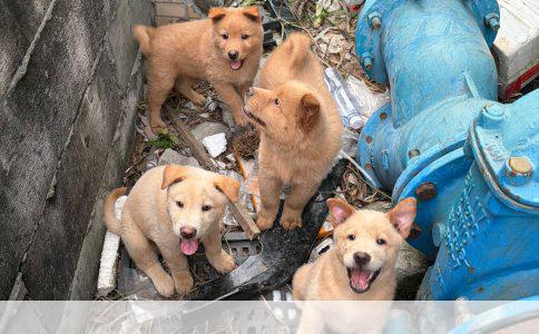 巨贵犬智商排名：揭秘犬类中的智者