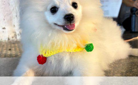 阿拉斯加犬与哈士奇：辨析两种雪域精灵的差异