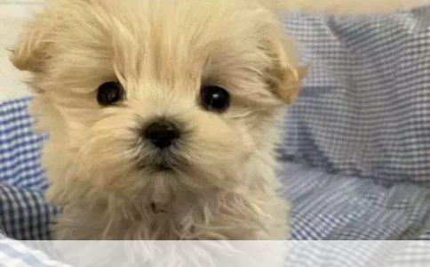 法国斗牛犬：断尾的争议与真相