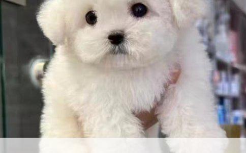 柯基犬换牙时间详解