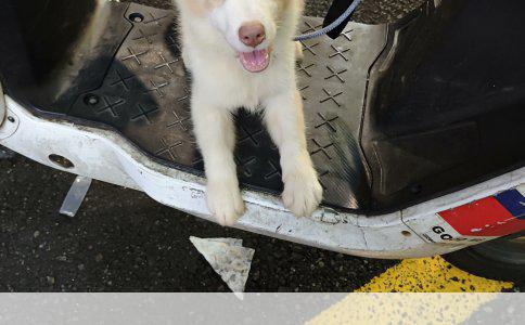 柯基犬品相评估及价值探讨