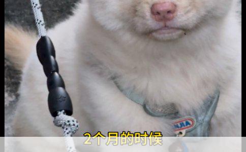 金毛寻回犬拉稀呕吐原因分析