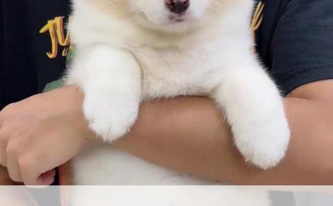 科学饲养小金毛犬：爱与规则的平衡