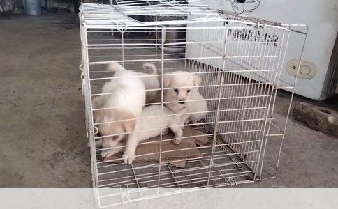 晨起刷牙“反胃恶心”的真相与应对策略