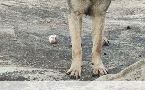 吉娃娃、博美与比熊：哪个更适合你？