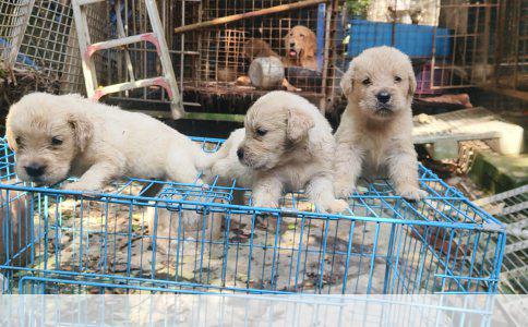 狐狸犬智商排名解析