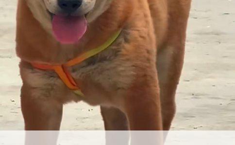 柯基犬断尾手术价格解析：三个月大幼犬的实用指南