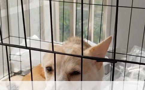 探秘宠物世界：解析您的爱犬品种之谜