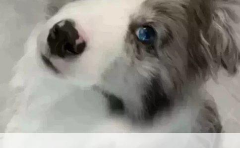 独居女生的宠物之选：温馨相伴的狗狗品种推荐