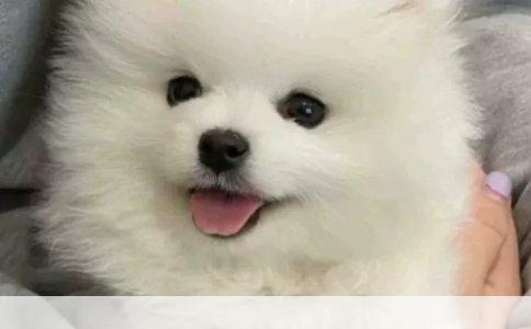 藏獒的饲养之道：守护与爱的平衡