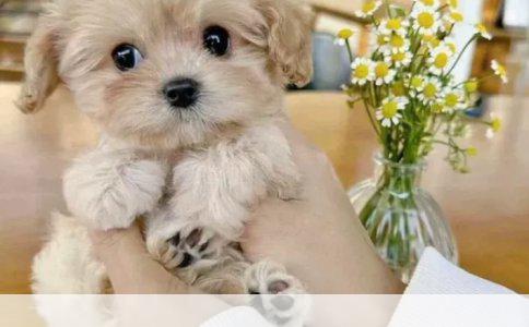 狗狗绝育：爱宠健康的明智选择