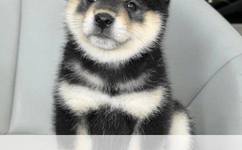 边境牧羊犬幼犬价格全解析
