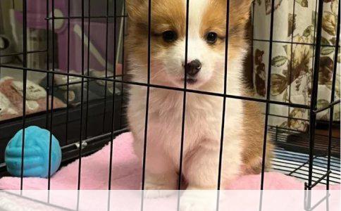 杜宾犬为何要绑耳朵：一种传统与科学的权衡