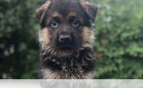 杜宾犬价格解析