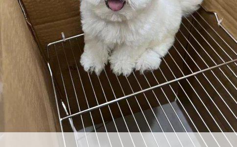 智商排名前列的狗狗品种分析