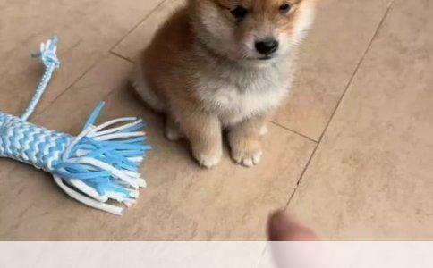 一岁公博美吃什么狗粮好