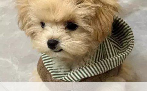 解析宠物行为：正向行为训练之道