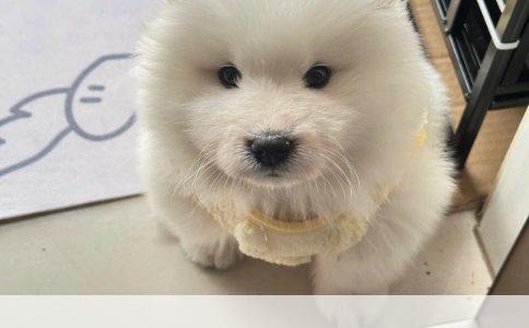 丹桂飘香，究竟何种桂花品种最为馥郁？