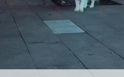 中国最大比特犬基地在哪，这是个秘密，眼下多数人问不到点上