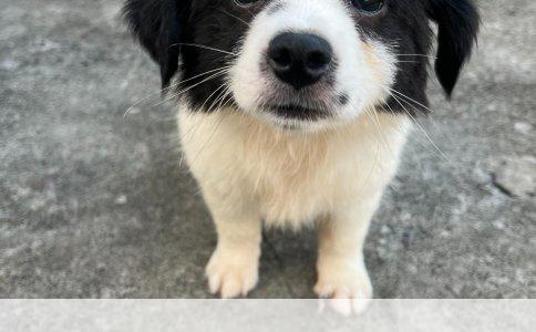 训练狗狗尿尿的实用指南