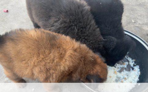 养成犬萨摩耶1月需多少钱？