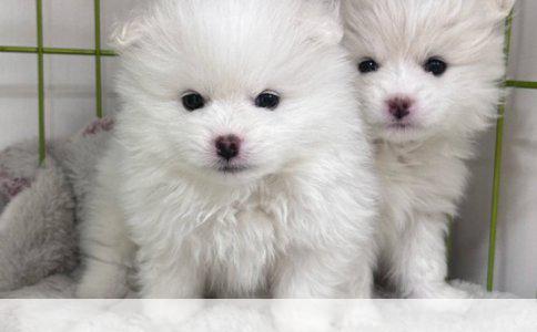 泰迪犬多大才算是成犬