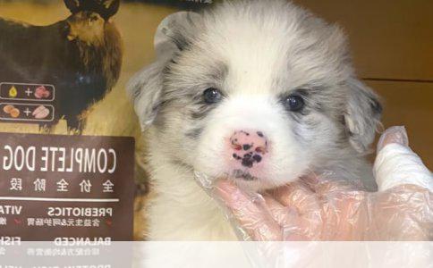 吉娃娃狗的样貌特征详解