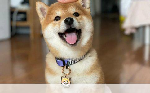 白色藏獒历史最高价格揭秘