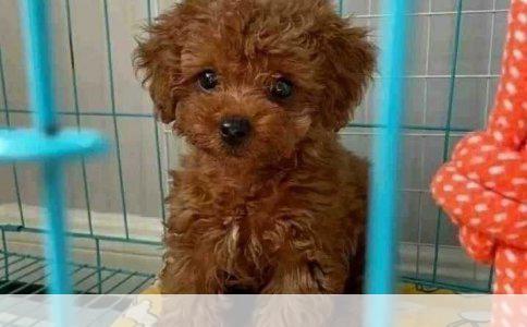 宠物狗寿命全解析：爱宠相伴的时光