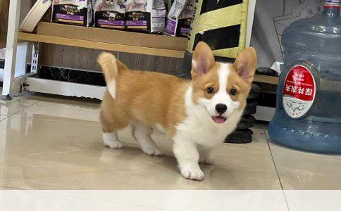 纯种比特犬性格特点与市场分析