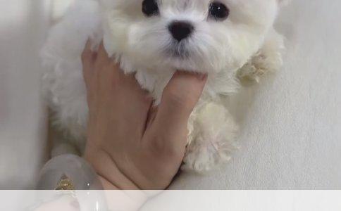 大丹犬性格特点详解