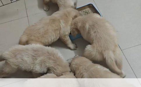 哈士奇与阿拉斯加，谁更强