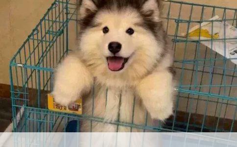 吉娃娃脱毛严重治愈方法详解