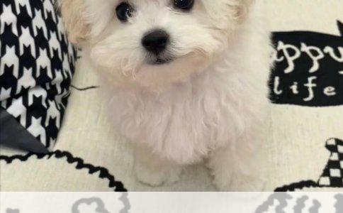 探秘比特犬：忠诚与力量的完美结合