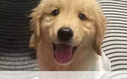 体力劳动与智商的智慧交融：被低估的协同效应