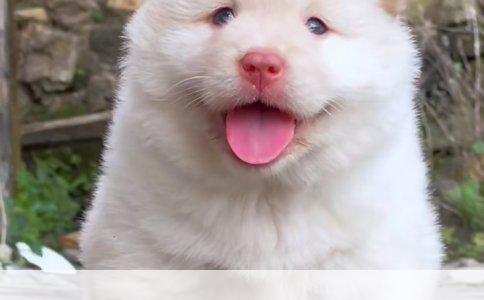 哈士奇与阿拉斯加雪橇犬：各自独特的魅力与选择考量