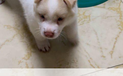 运动神经元损伤的全面治疗策略