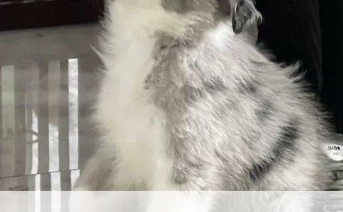 狗狗绝育手术哪里做