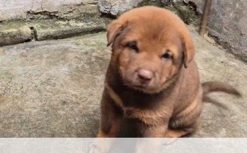 哈士奇成年后，公犬肩高53至58厘米，母犬51至56厘米；体重方面，公犬20至27公斤，母犬16至23公斤。平均寿命12到15年。这些数据来自国际通用的犬种标准，也是兽医和犬舍评估健康状态的基础。养哈士奇之前，把这些数字记在心里，能省掉很多麻烦。