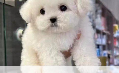 八个月狗算幼犬还是成犬？狗粮买哪种
