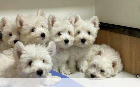 松狮犬掉毛：营养饮食的秘密与对策