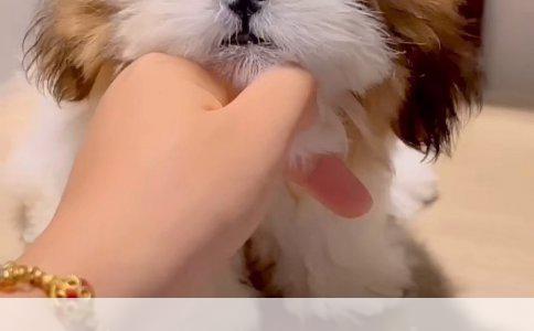 如何判断狗狗的品种与成年个头