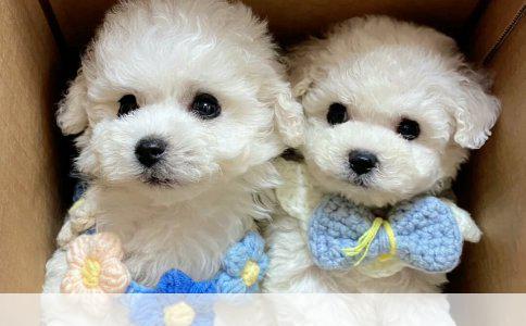 柯基和柴犬，我选了柯基