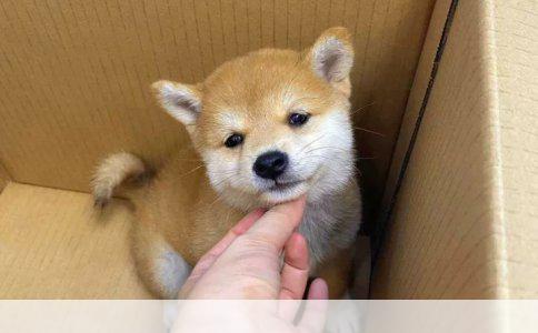 幼犬几个月开始训练最合适