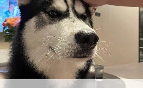 狗狗打完狂犬疫苗后多久可以驱虫？