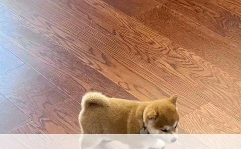 杜宾犬立耳手术费用解析