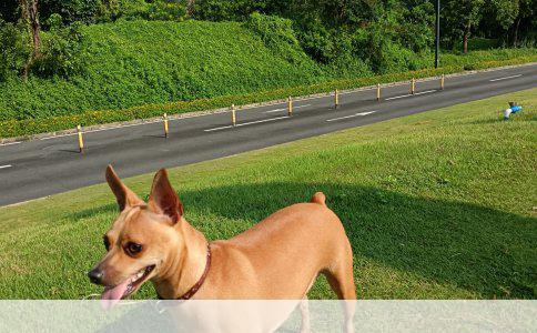 博美犬多少钱一只？聊聊真实行情