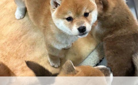 两个月博美幼犬狗粮选择指南