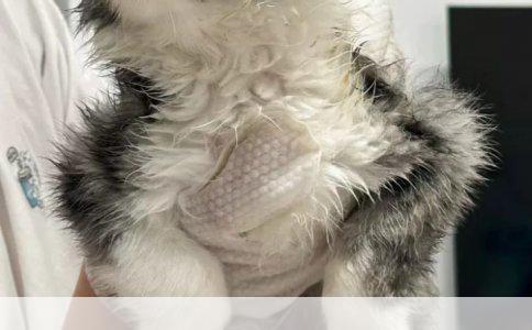 贵宾犬肉类食用指南：适宜的肉食年龄与喂养要点