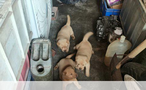 宠物店里的驱虫药：安全与信任的考量
